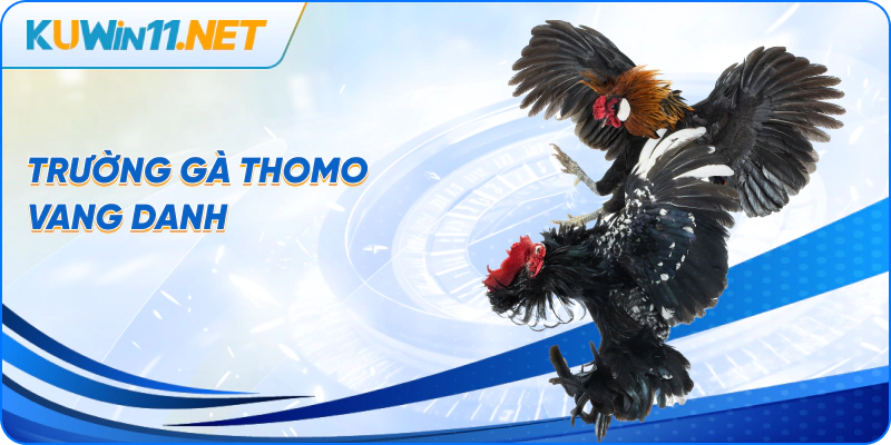 Trường gà thomo vang danh